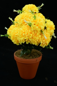 Yellow Carnation-Mum Bush x12  (Lot of 12) SALE ITEM